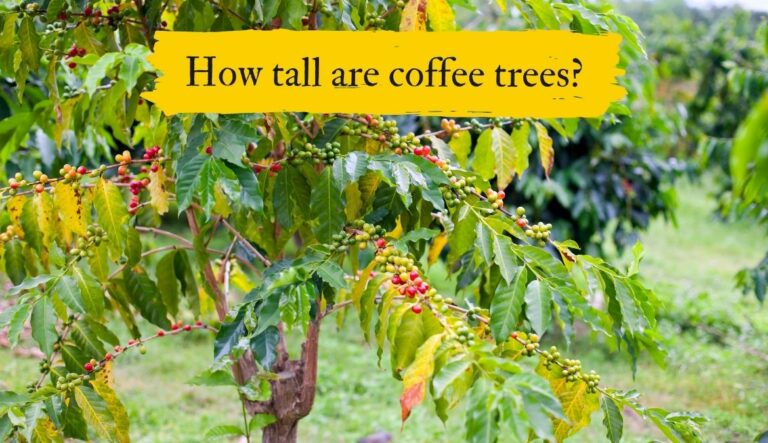 How Big Does a Coffee Plant Get?